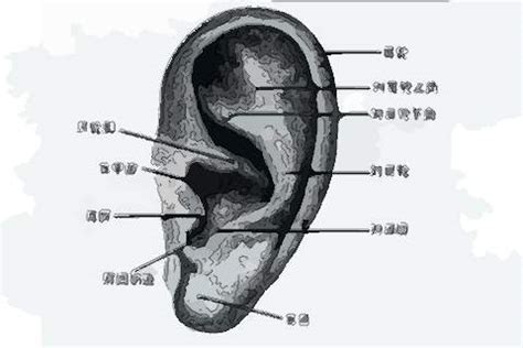 左耳長痣|耳朵长痣图解大全 左耳长痣代表什么